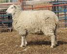 Sheep Trax Lexi 301L